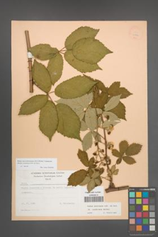 Rubus macromontanus [KOR 22940]