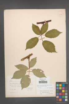 Rubus macromontanus [KOR 22544]