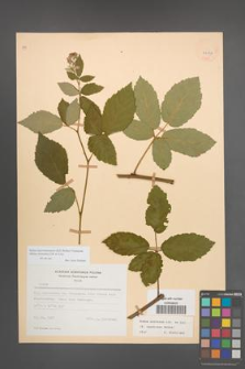 Rubus macromontanus [KOR 22547]