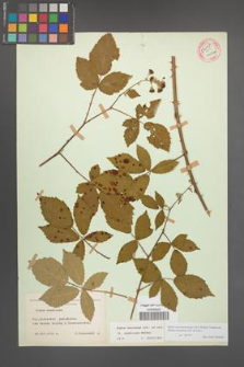 Rubus macromontanus [KOR 54048]