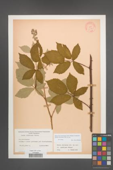 Rubus macromontanus [KOR 10586]