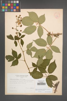 Rubus macromontanus [KOR 22543]