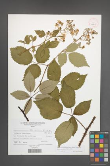 Rubus macromontanus [KOR 41508]