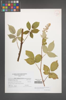 Rubus macromontanus [KOR 41262]