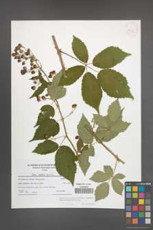 Rubus macromontanus [KOR 42096]