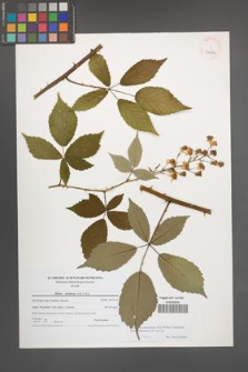 Rubus macromontanus [KOR 40989]