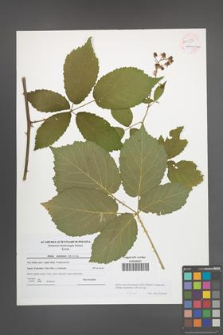 Rubus macromontanus [KOR 54054]