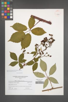 Rubus macromontanus [KOR 40944]