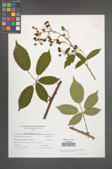 Rubus macromontanus [KOR 40831]