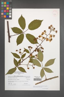 Rubus macromontanus [KOR 54055]