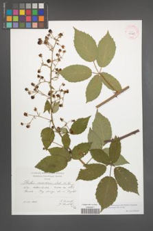 Rubus macromontanus [KOR 41440]