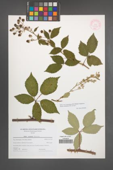 Rubus macromontanus [KOR 44234]