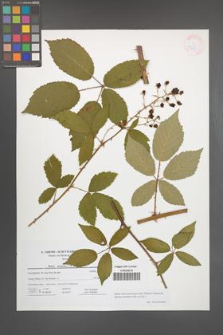Rubus macromontanus [KOR 41623]