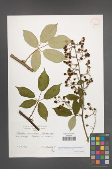 Rubus macromontanus [KOR 39901]