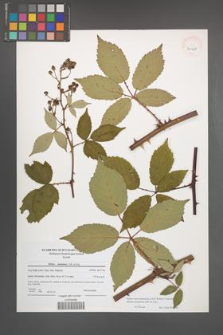 Rubus macromontanus [KOR 40908]