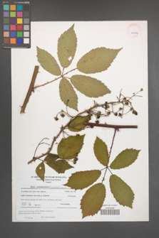 Rubus macromontanus [KOR 40914]