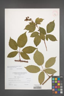 Rubus macromontanus [KOR 40546]