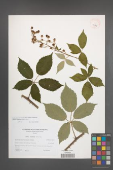 Rubus macromontanus [KOR 40544]