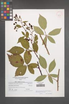 Rubus macromontanus [KOR 41088]