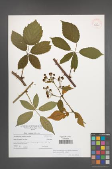 Rubus macromontanus [KOR 40750]