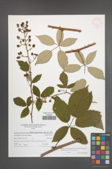 Rubus macromontanus [KOR 41905]