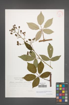Rubus macromontanus [KOR 29468]