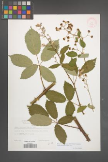 Rubus macromontanus [KOR 32279]