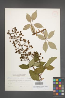 Rubus macromontanus [KOR 24909]