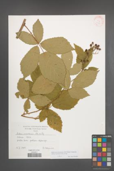 Rubus macromontanus [KOR 31485]