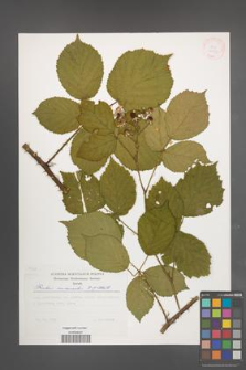 Rubus nemoralis [KOR 30509]