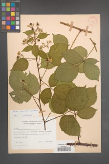 Rubus nemoralis [KOR 30772]