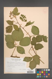 Rubus nemoralis [KOR 54021]