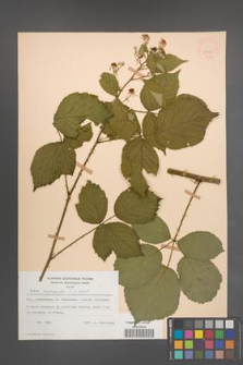 Rubus nemoralis [KOR 54022]