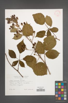Rubus nemoralis [KOR 31491]