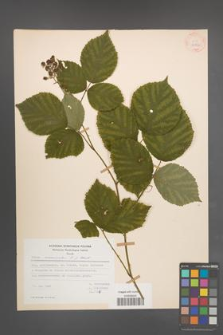 Rubus nemoralis [KOR 27850]