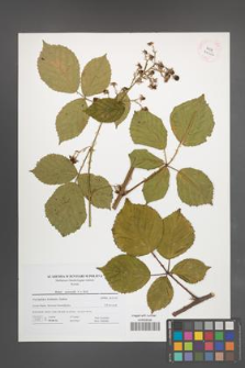Rubus nemoralis [KOR 41666]