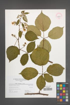 Rubus nemoralis [KOR 44671]