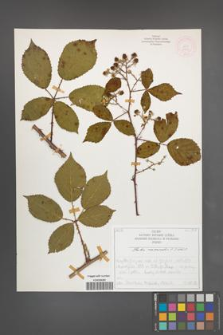 Rubus nemoralis [KOR 51939]
