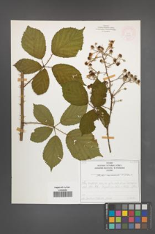 Rubus nemoralis [KOR 51937]