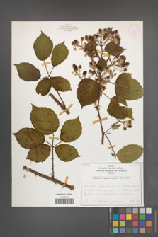 Rubus nemoralis [KOR 51936]