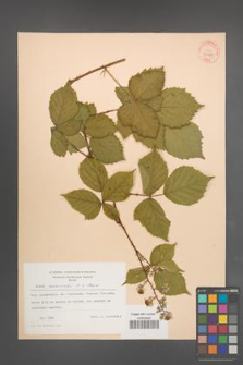 Rubus nemoralis [KOR 31470]