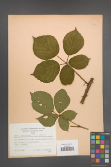 Rubus nemoralis [KOR 25532]