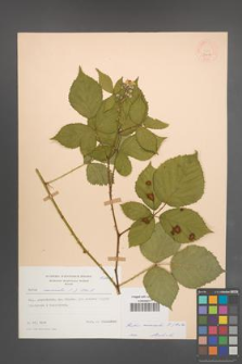 Rubus nemoralis [KOR 54017]