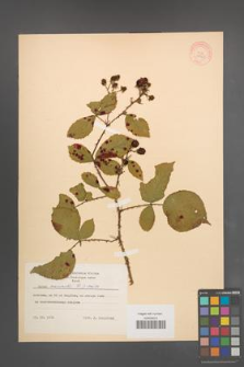 Rubus nemoralis [KOR 10968]