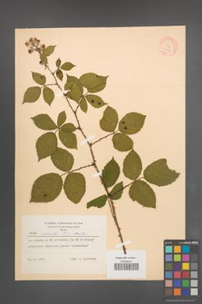 Rubus nemoralis [KOR 10970]