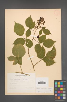 Rubus nemoralis [KOR 10967]