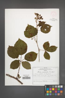 Rubus nemoralis [KOR 51932]