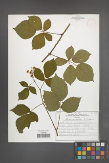 Rubus nemoralis [KOR 51931]