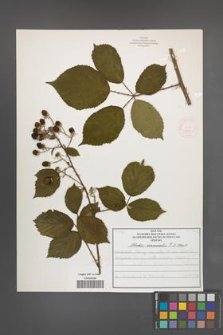 Rubus nemoralis [KOR 51927]