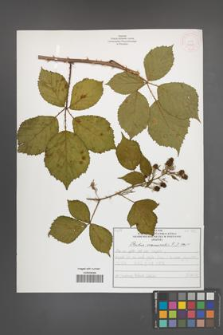 Rubus nemoralis [KOR 51928]